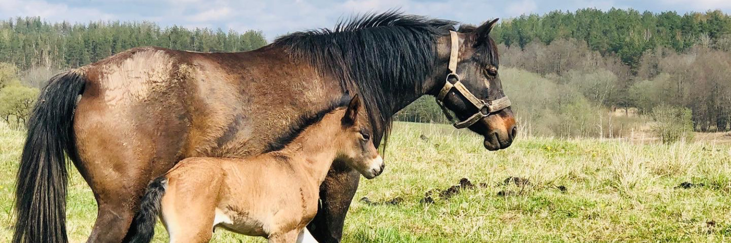 Litauen-Moletai-Ferienhaus-mit Sauna