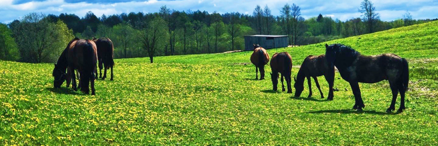 Litauen-Moletai-Ferienhaus-mit Sauna-01