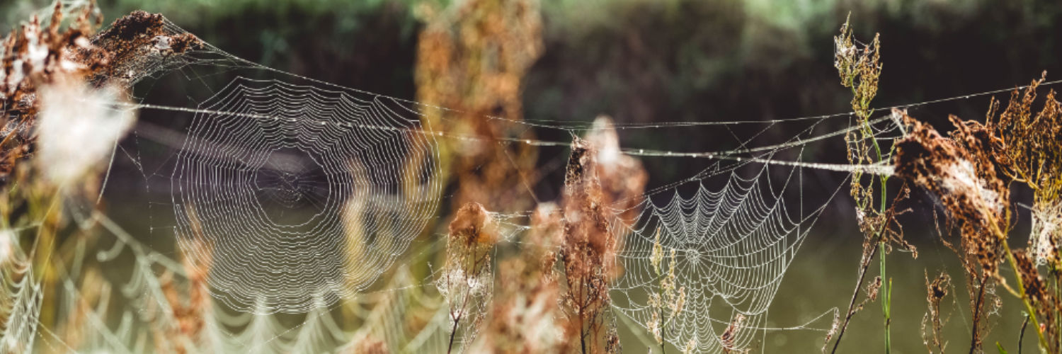 Litauen-Varena-Wald-01