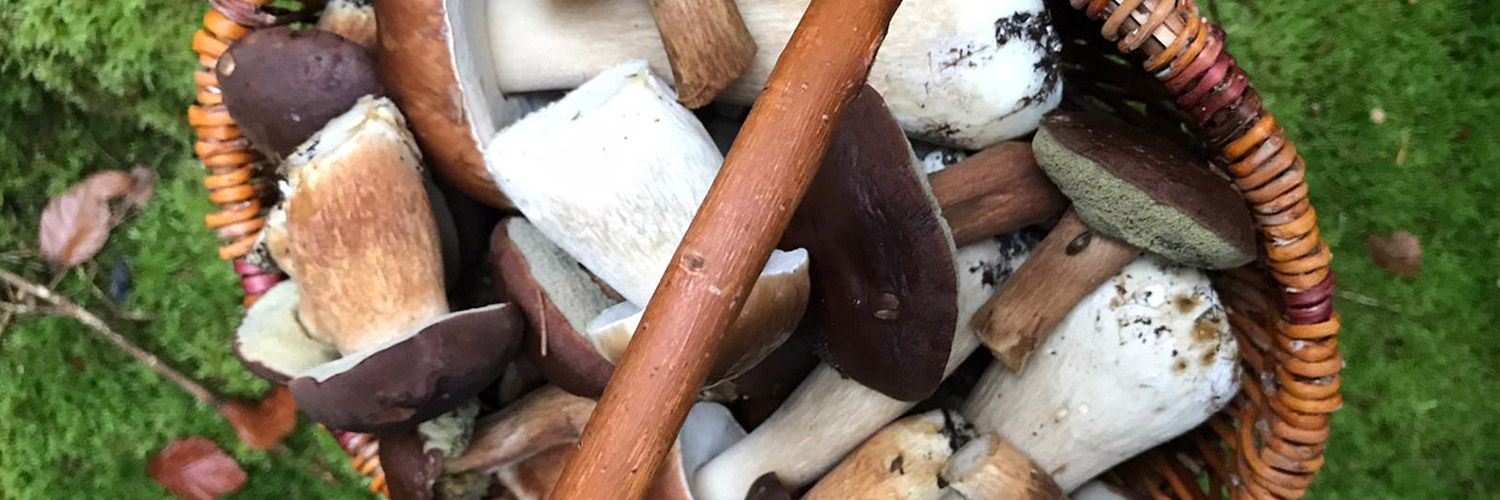 litauen-varena-pilze